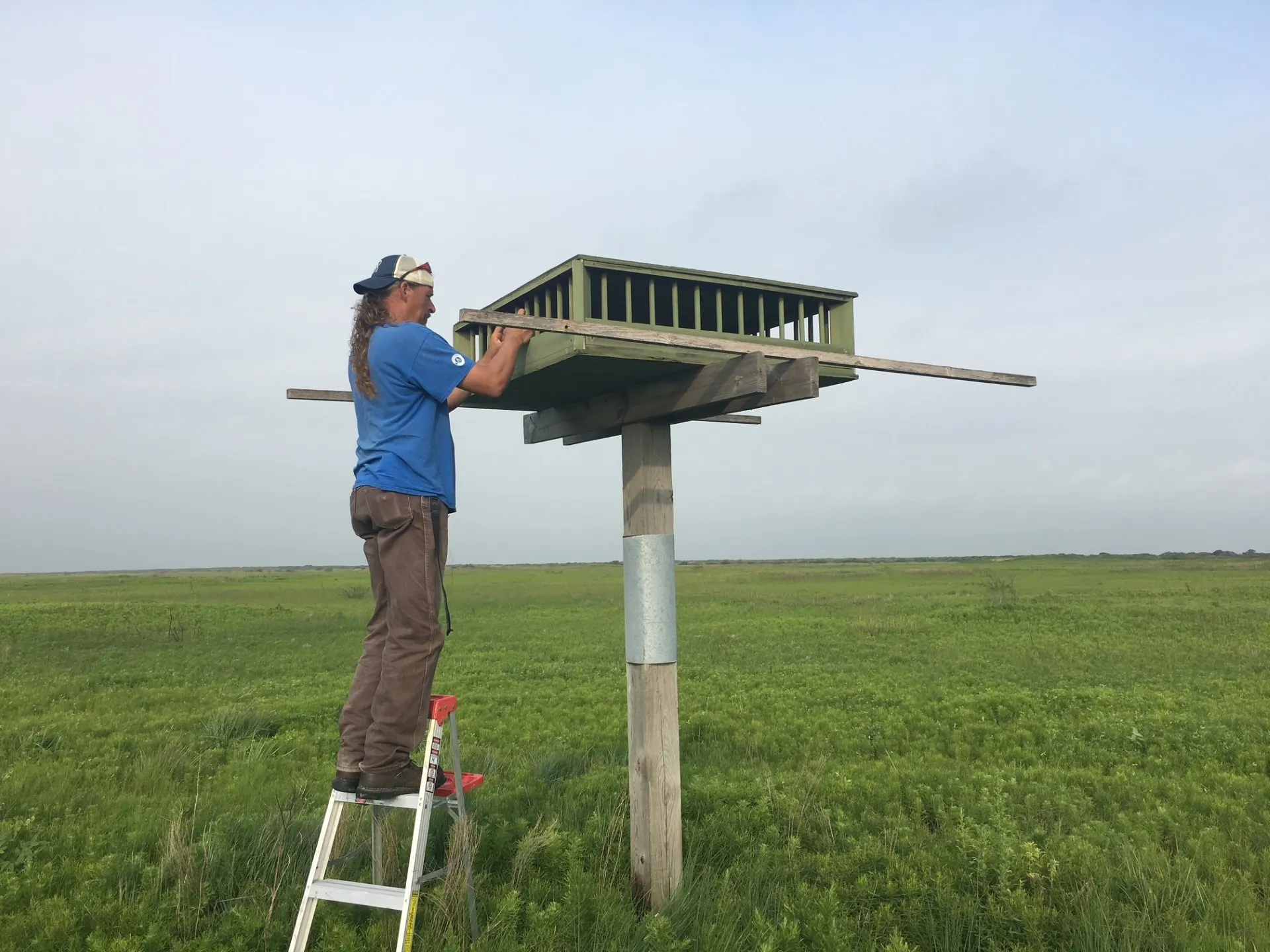 christopher d smith aplomado falcon nest aransas nwr