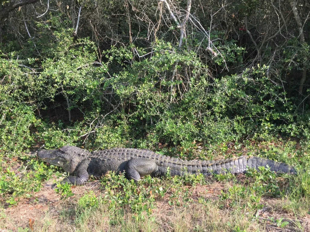 christopher d smith aransas nwr wetland alligator