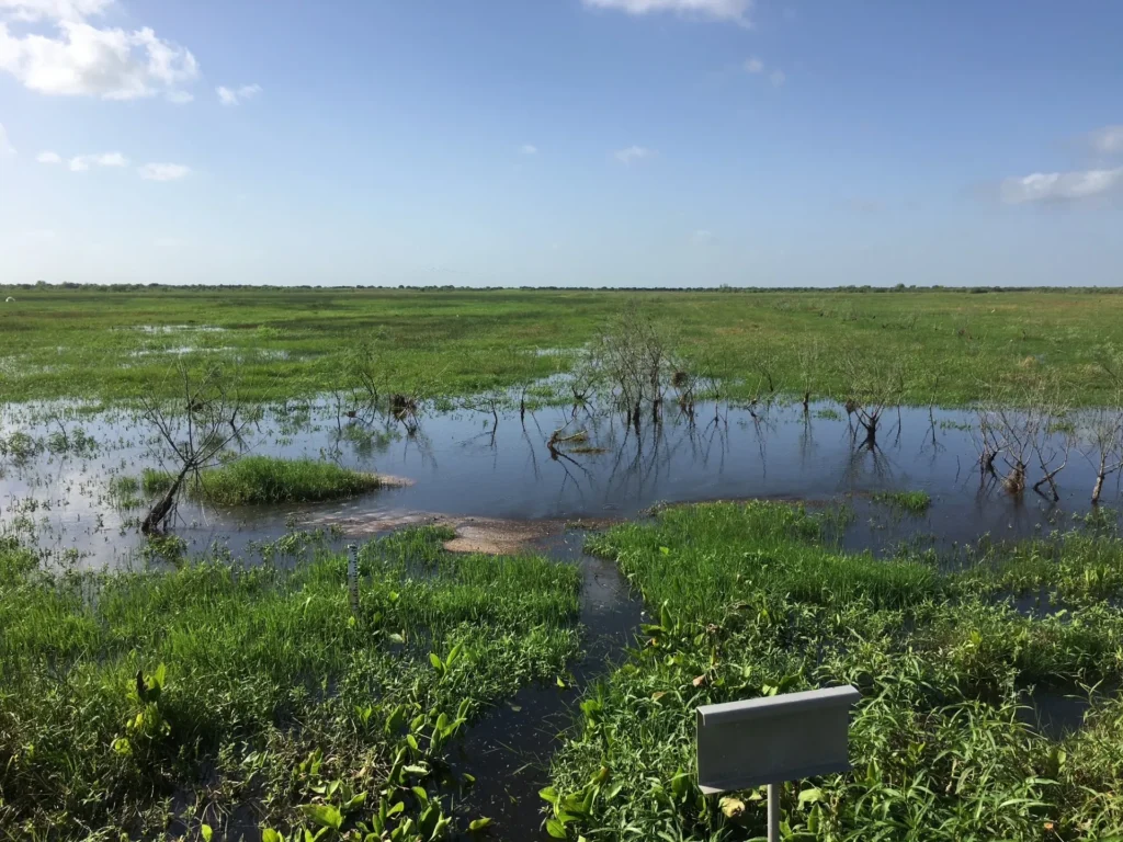 christopher d smith aransas national wildlife refuge wetlands