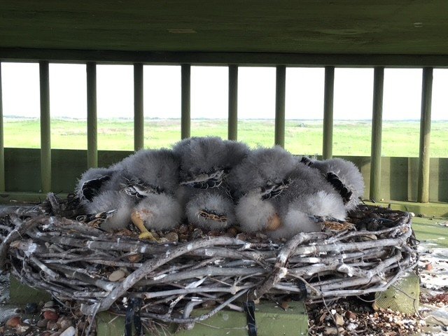 Aransas NWR Aplomado Falcons