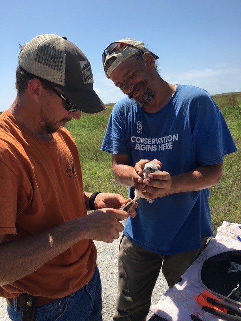 The SCA and Americorps at Aransas NWR Banding Aplomado Falcons