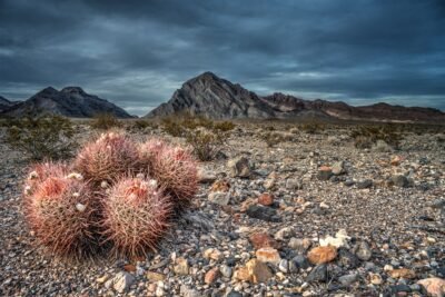 Ferocactus cylindraceus California Barrel Cactus Mojave Desert