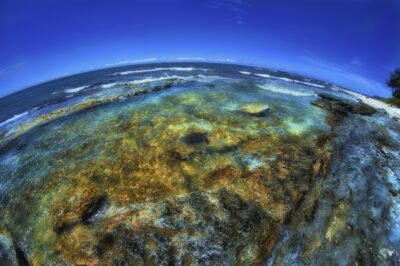 Honu on the Edge of the World